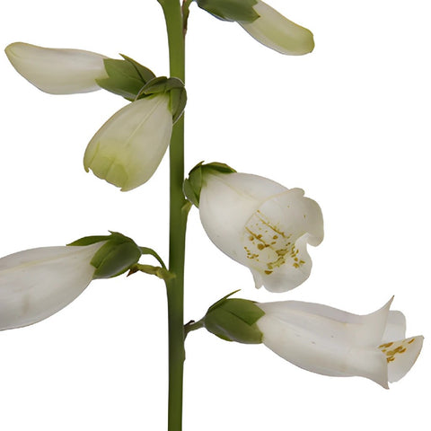 White Foxglove Flower