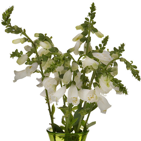 White Foxglove Flower