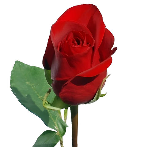 XXL Extra Extra Long Stemmed Freedom Red Rose