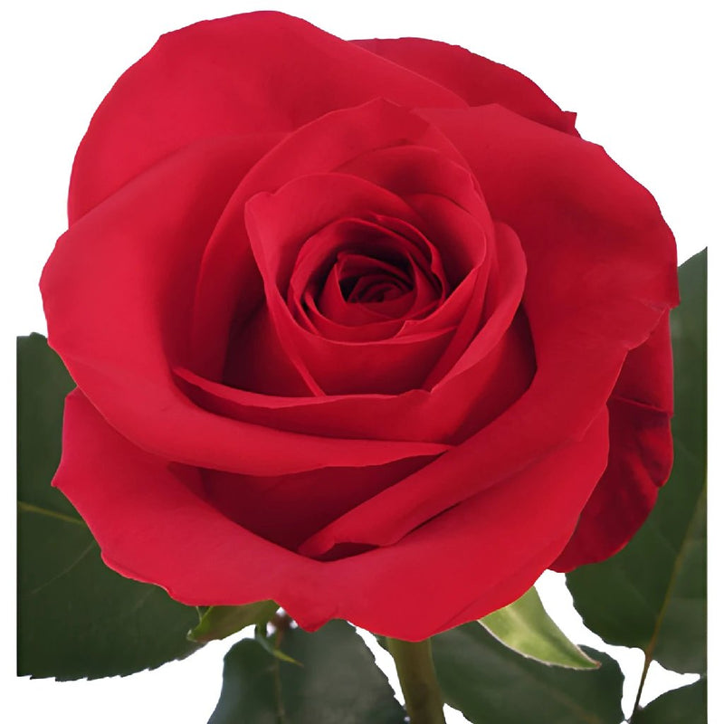 XXL Extra Extra Long Stemmed Freedom Red Rose