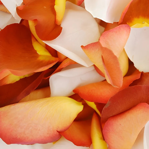 Terracotta Rose Petals Wholesale