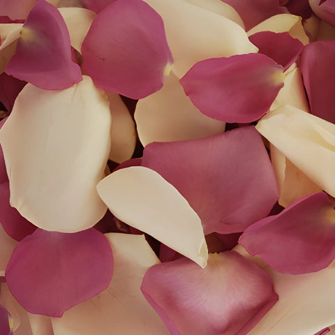 Creamy Purple Roses Petals for a wedding