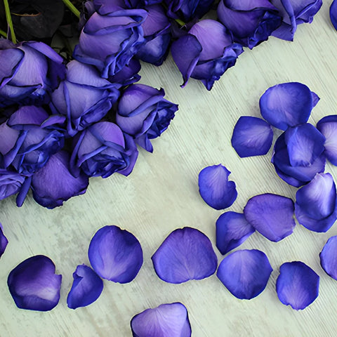 Purple Tinted Roses and Petals