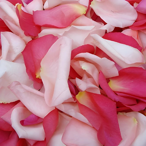 Pinks Rose Petals Wholesale
