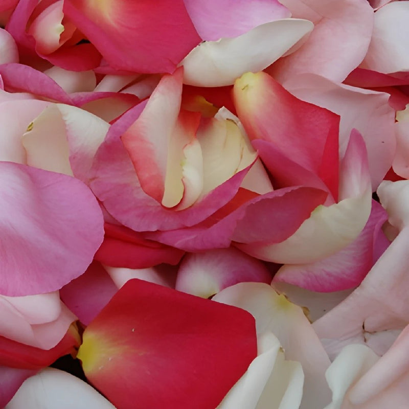 Pinks Real Rose Petals