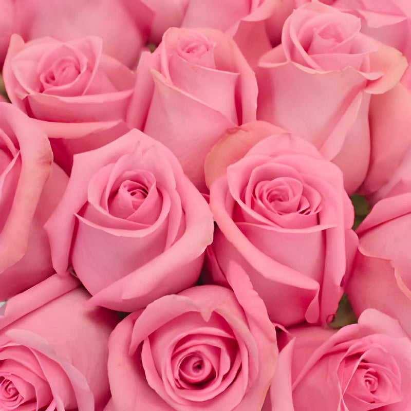 Marry Me Pink Rose