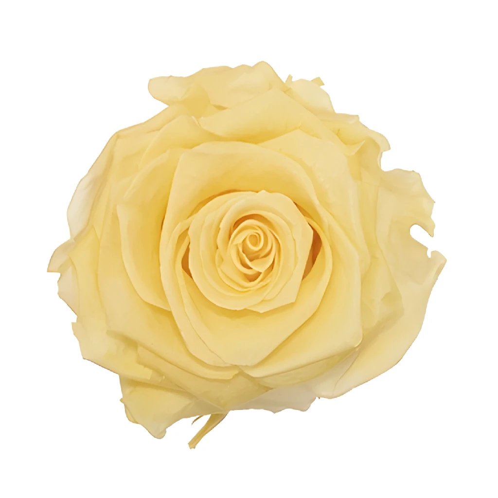 Buy Wholesale Preserved Ivory Glowing Roses in Bulk - FiftyFlowers