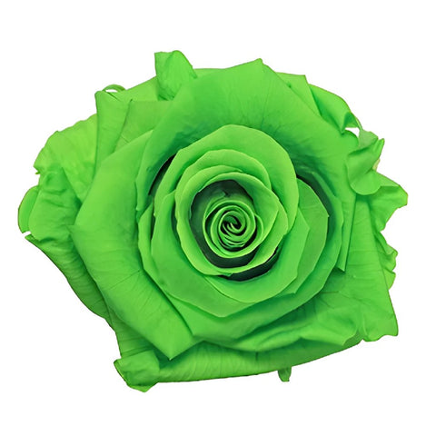 Buy Wholesale Preserved Green Glow Rose in Bulk - FiftyFlowers
