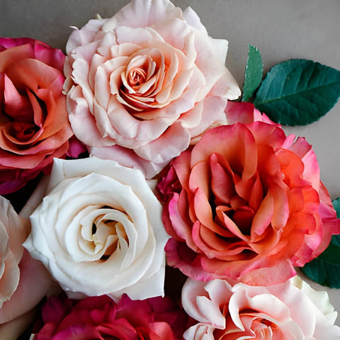 Fresh Cut European Garden Roses for Your House