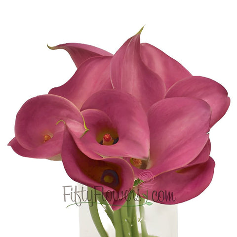 Pretty In Pink Calla Lily Flower