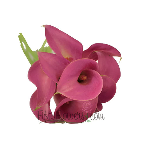 Pretty In Pink Calla Lily Flower