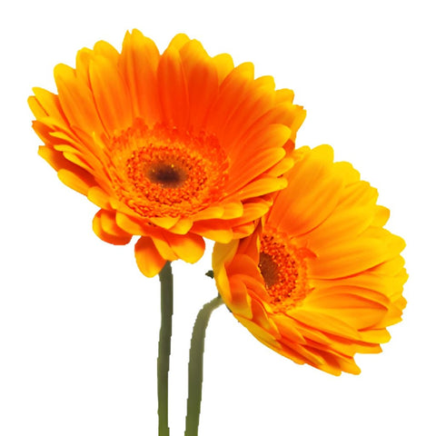 Gerbera Daisy Orange Tinted Wholesale Flower Side Stems