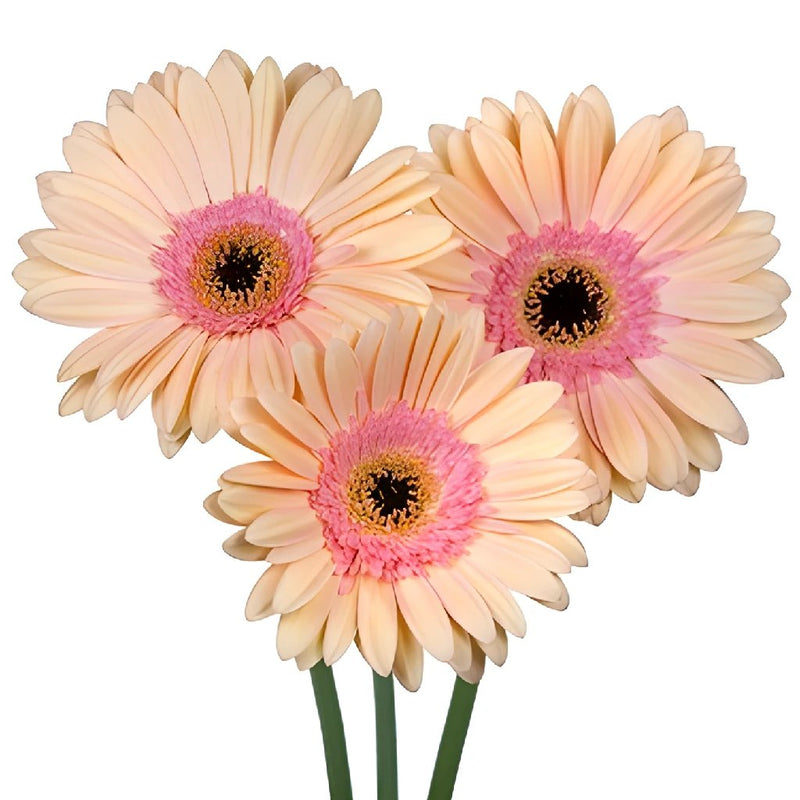Gerbera Daisy Alma Peach Wholesale Flower Blooms