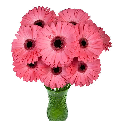 Gerbera Daisy Avenue Pink Wholesale Flowers In a vase