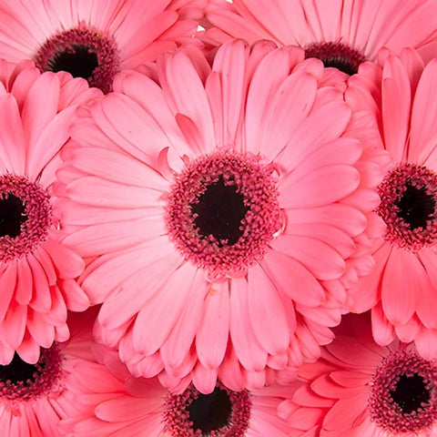 Gerbera Daisy Avenue Pink Wholesale Flower Blooms