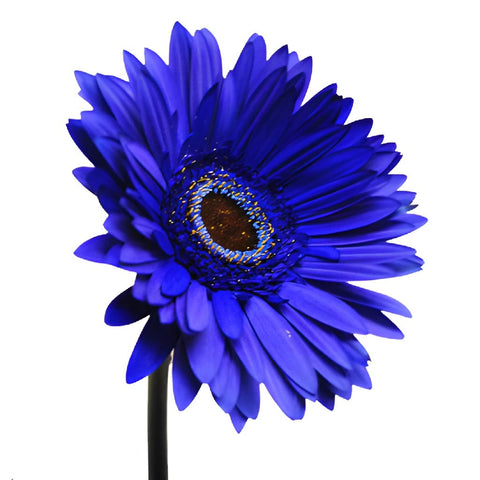 Gerbera Daisy Blue Enhanced Wholesale Flower Side Stems