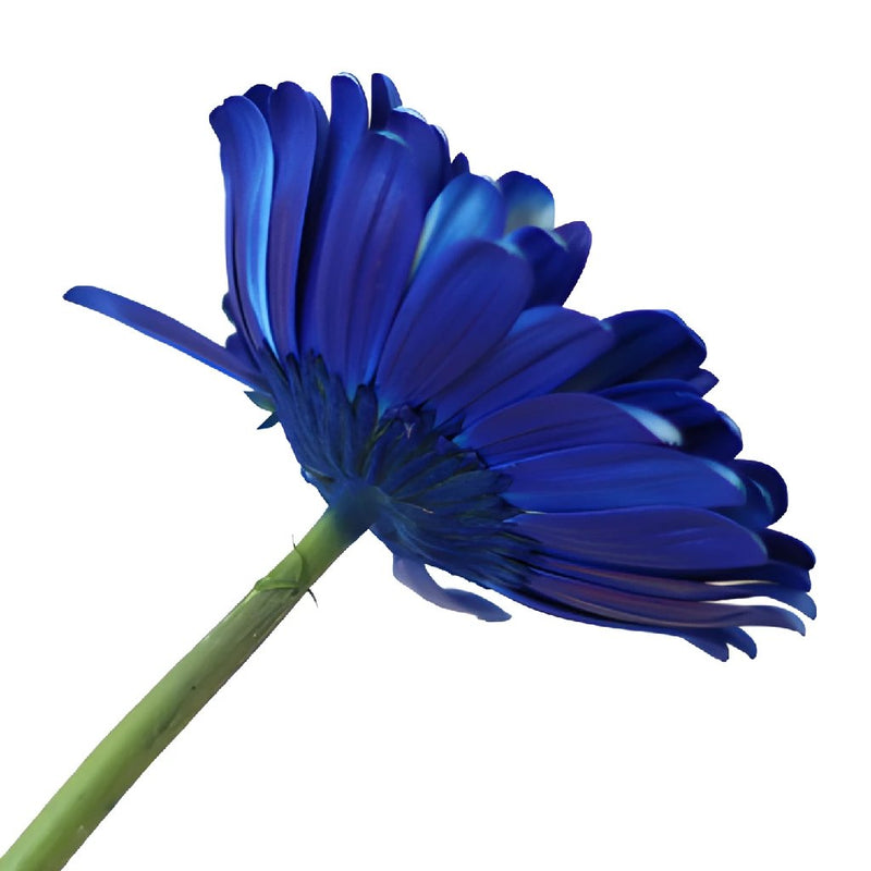 Gerbera Daisy Blue Enhanced Wholesale Flower Blooms