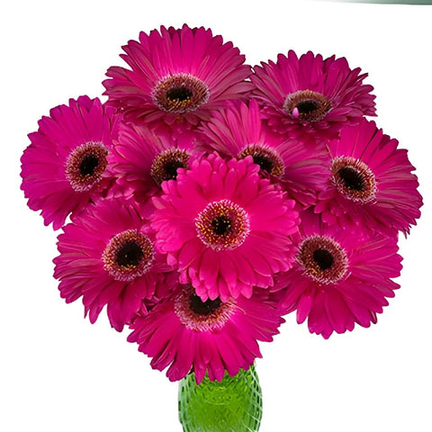 Gerbera Daisy Clasico Purpleberry Wholesale Flowers In a vase