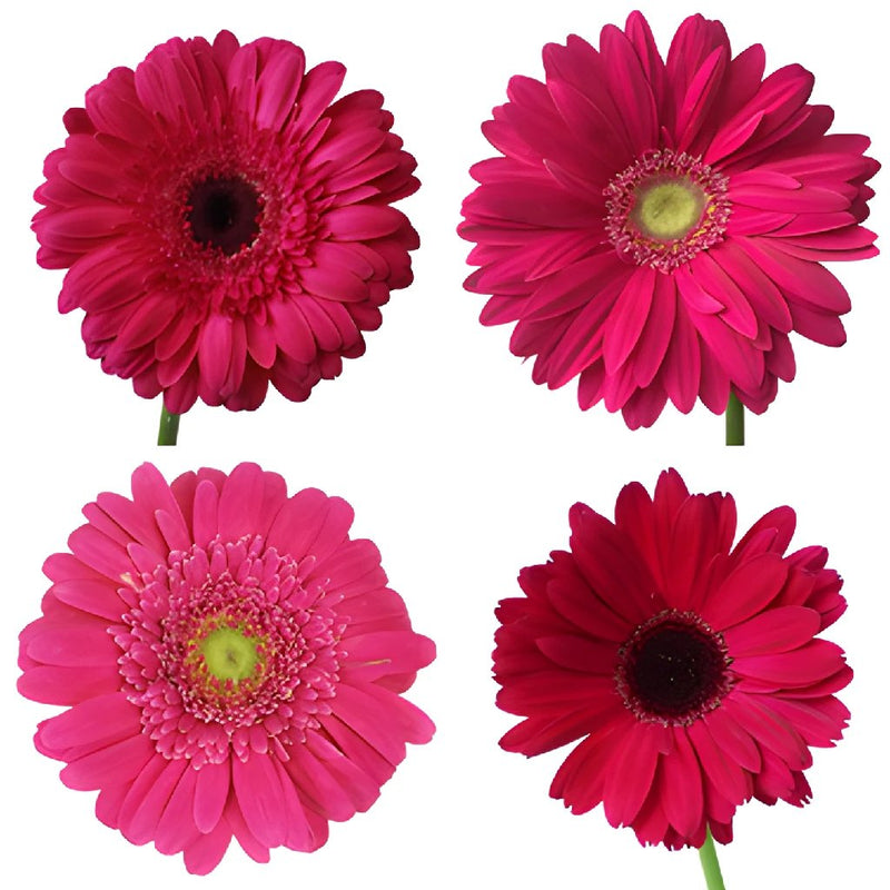 Gerbera Daisy Dark Pink Standard Wholesale Flower Blooms