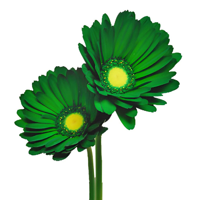 Gerbera Daisy Green Enhanced Wholesale Flower Side Stems