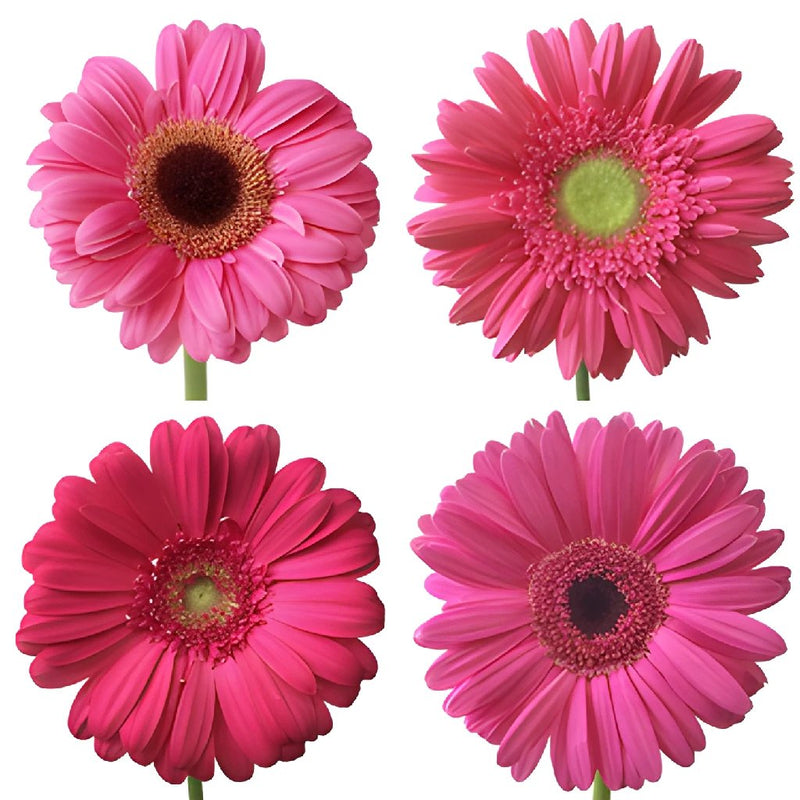 Gerbera Daisy Hot Pink Standard Wholesale Flower Blooms