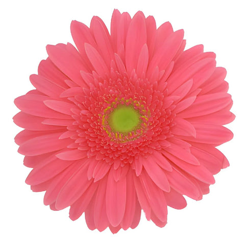 Gerbera Daisy Light Pink Standard Blooms Wholesale Flower Blooms