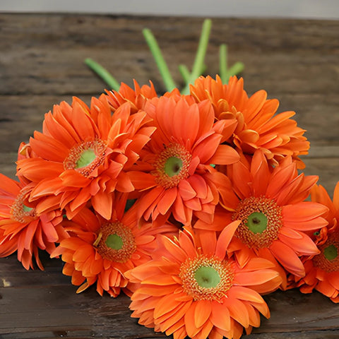 Gerbera Daisy Mandriana Orange Wholesale Flower FlatLay