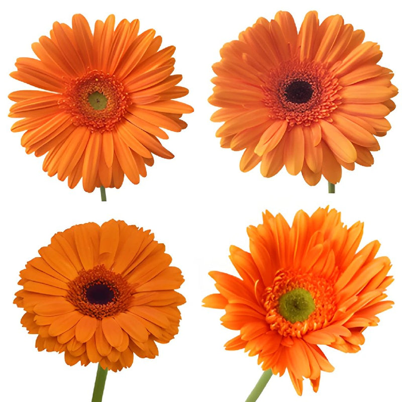 Gerbera Daisy Orange Standard Wholesale Flower Blooms