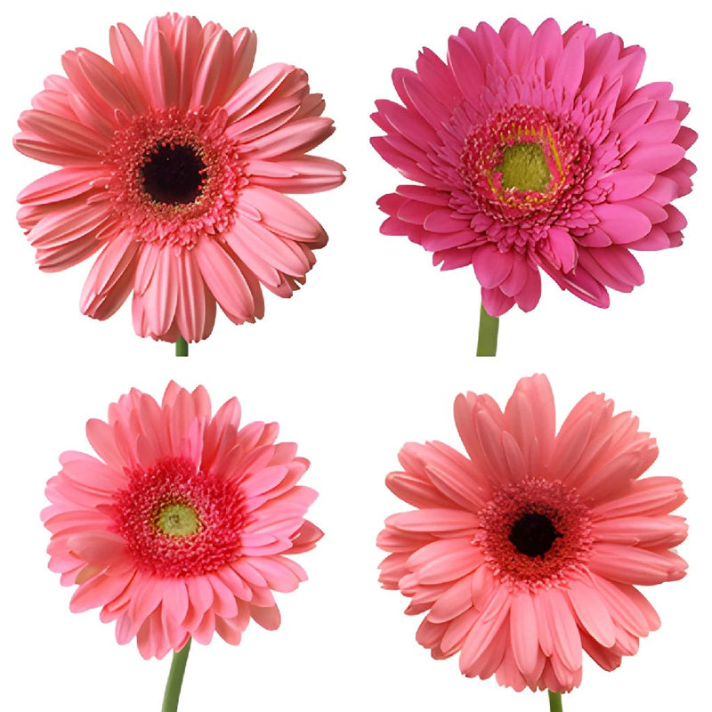 Gerbera Daisy Pink Standard Wholesale Flower Blooms