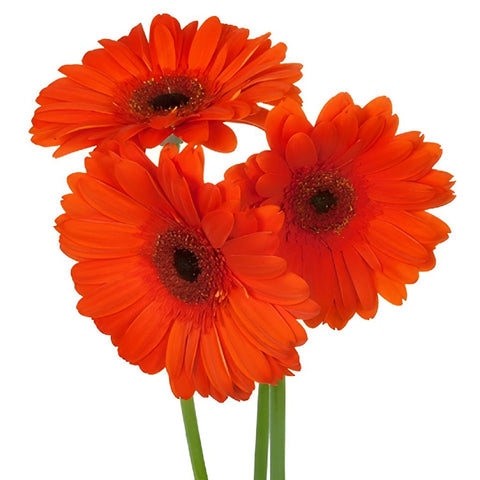 Gerbera Daisy Prestige Dark Orange Wholesale Flower Blooms