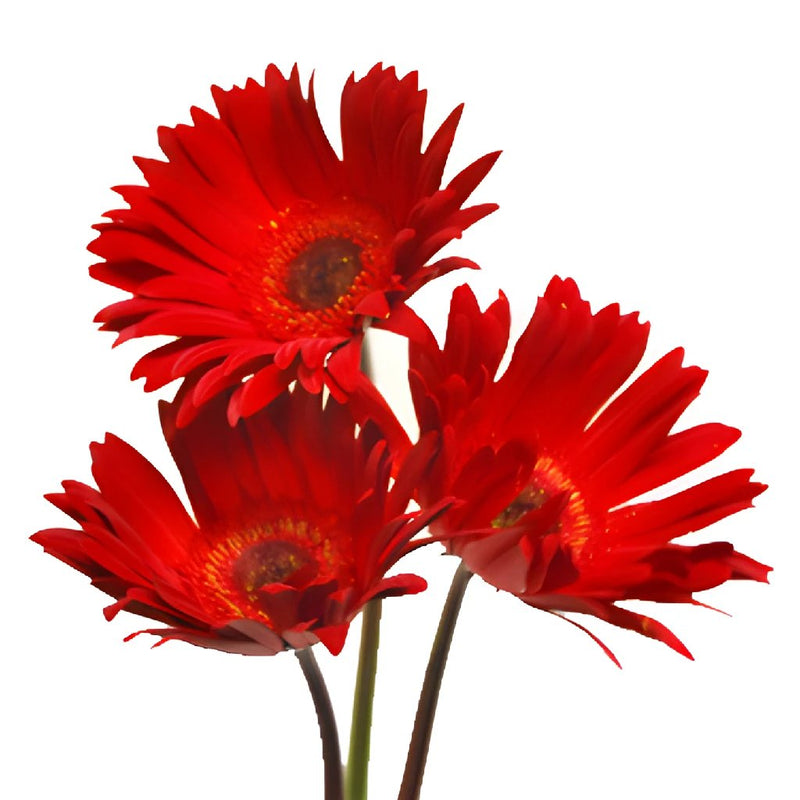 Gerbera Daisy Red Tinted Black Center Wholesale Flower Blooms