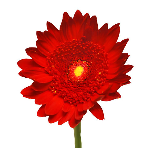 Gerbera Daisy Red Tinted Yellow Center Wholesale Flower Close Up