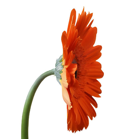 Gerbera Daisy Ultima Dark Orange Wholesale Flower Side Stem