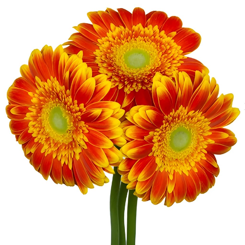 Novelty Bicolor Gerberas Orange and Yellow Flower