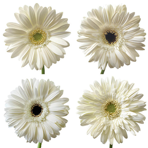 Gerbera Daisy White Standard Wholesale Flower Blooms