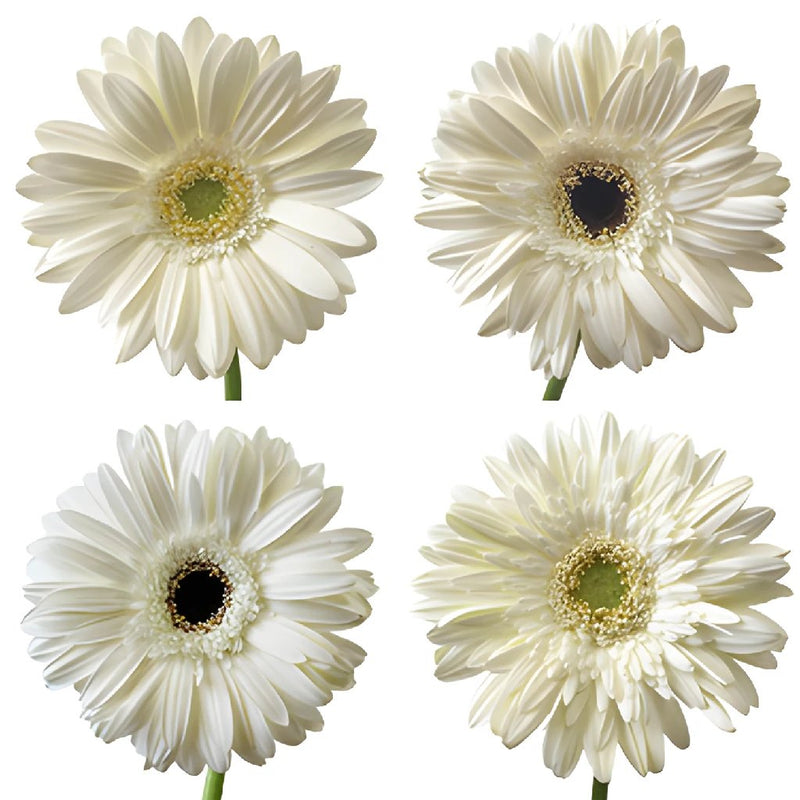 4 Bushes White Gerbera Daisy Artificial Flowers, Artificial Daisy