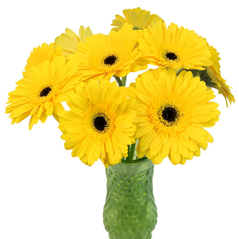 Gerbera Daisy Yellow Standard Wholesale Flowers In a vase