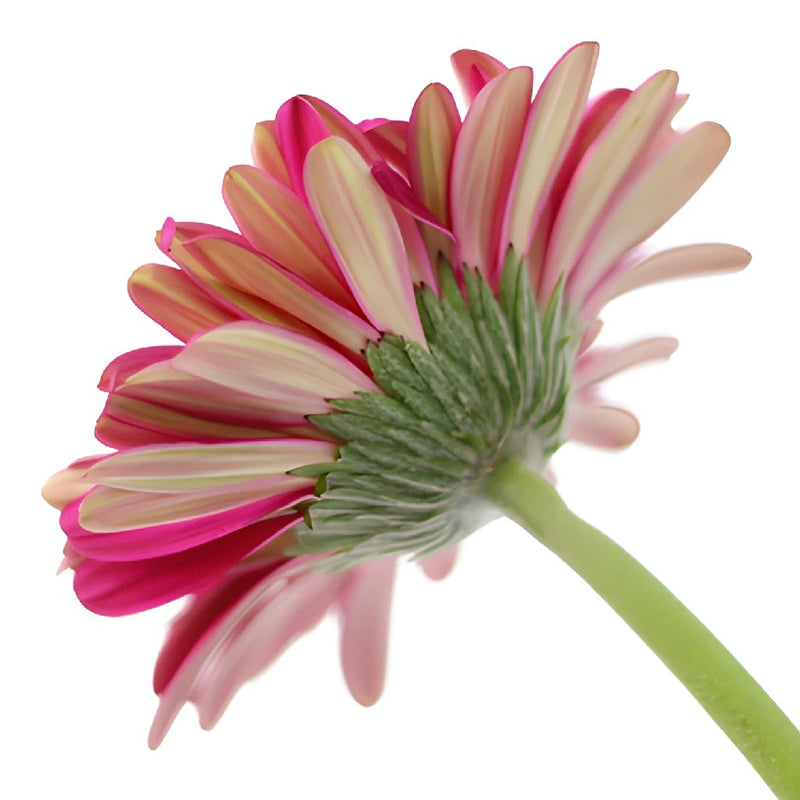 Unique Pink Gerbera Daisy