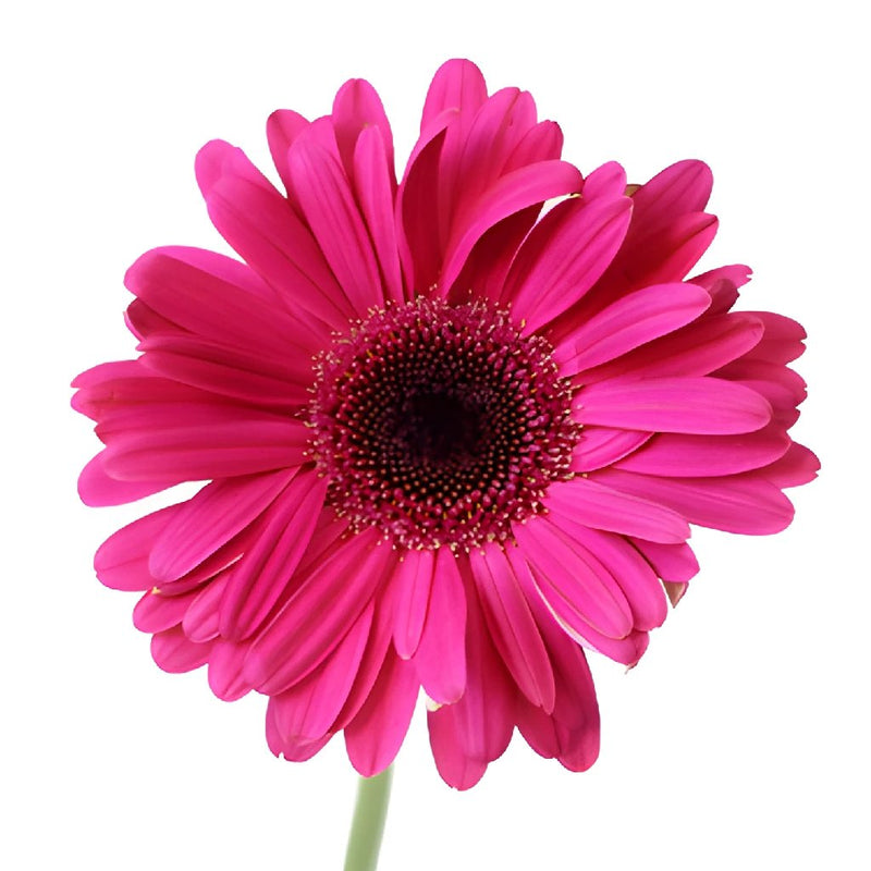 Unique Pink Gerbera Daisy