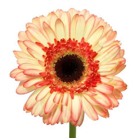 Bicolor Pink and White Gerbera Daisy