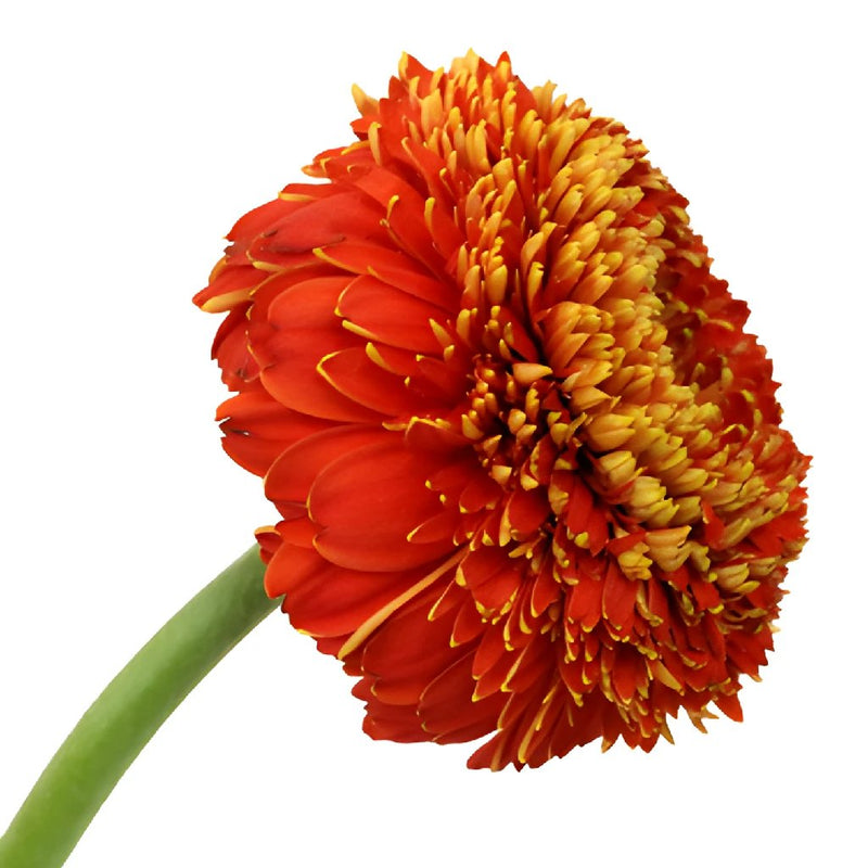 Orange Bulk Gerrondo Gerbera Daisies