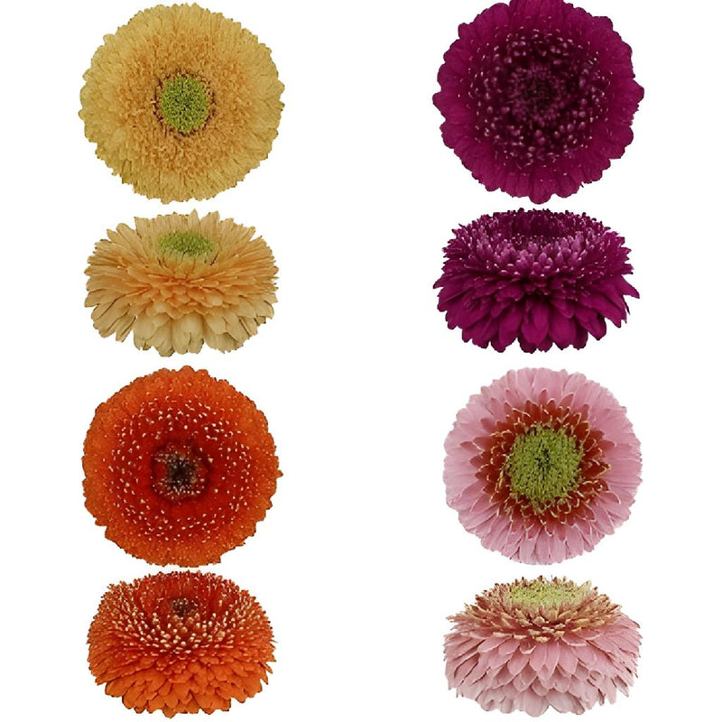 Gerrondo Gerbera Daisy Flowers Assorted Colors