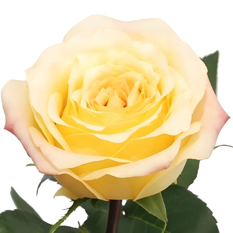 Geisha Butter Yellow Rose