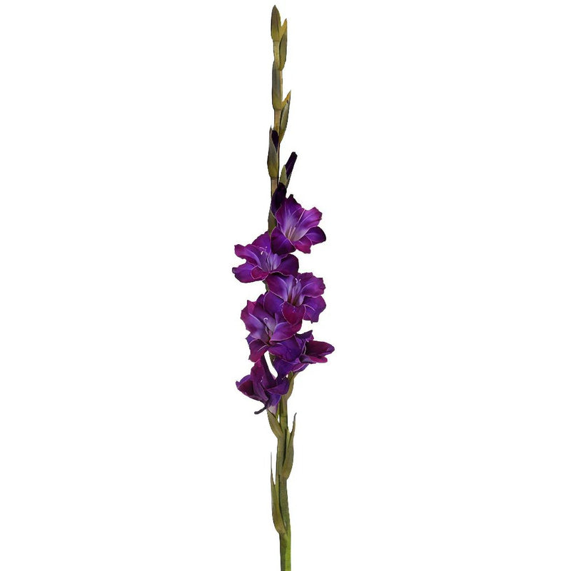 Gladiolus Deep Purple Flower