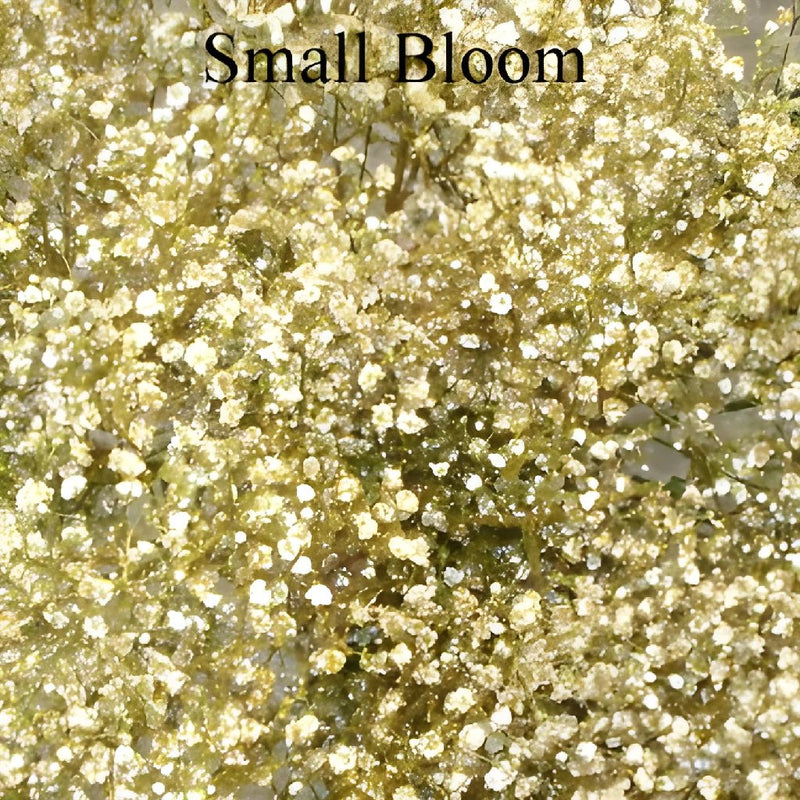 Buy Wholesale Baby's Breath Flower Gold Glitter in Bulk - FiftyFlowers