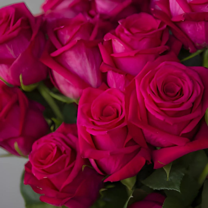Fresh European Cut Pink Roses For Your House