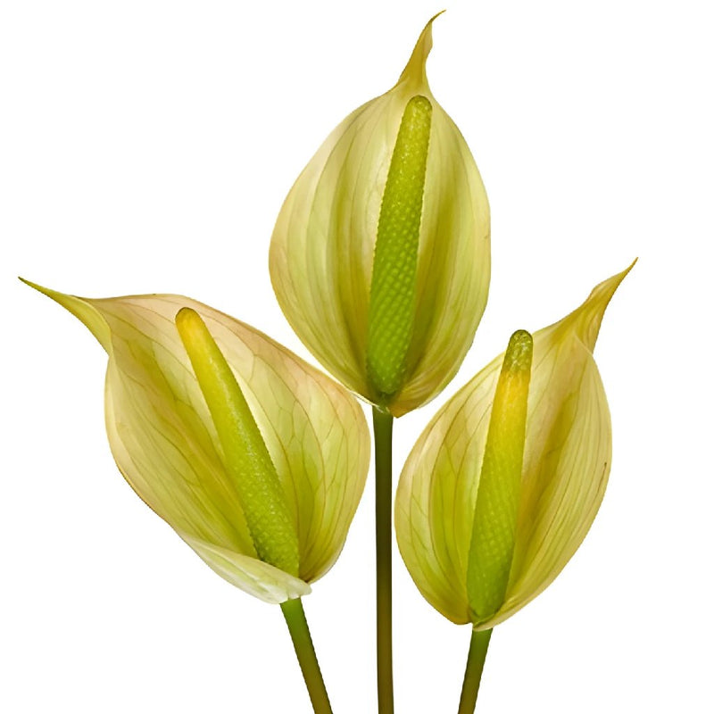Green Tea Designer Anthurium Flower