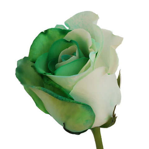 Green and White Rainbow Roses