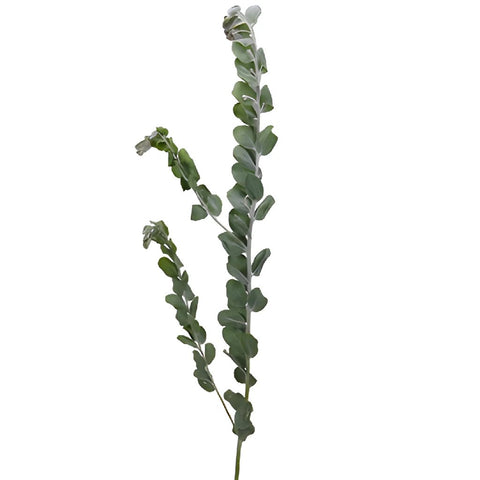 Single stem of green acacia fresh cut greenery for sale near me as delivery