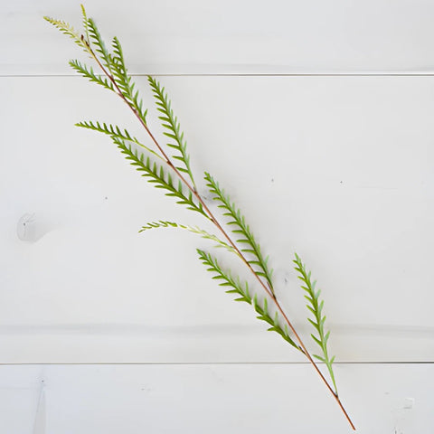 Single stem of grevillea fresh greens sold near me for delivery